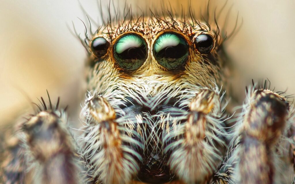Intricate Spider Close-Up Wallpaper: Vibrant Eyes & Fine Detail
