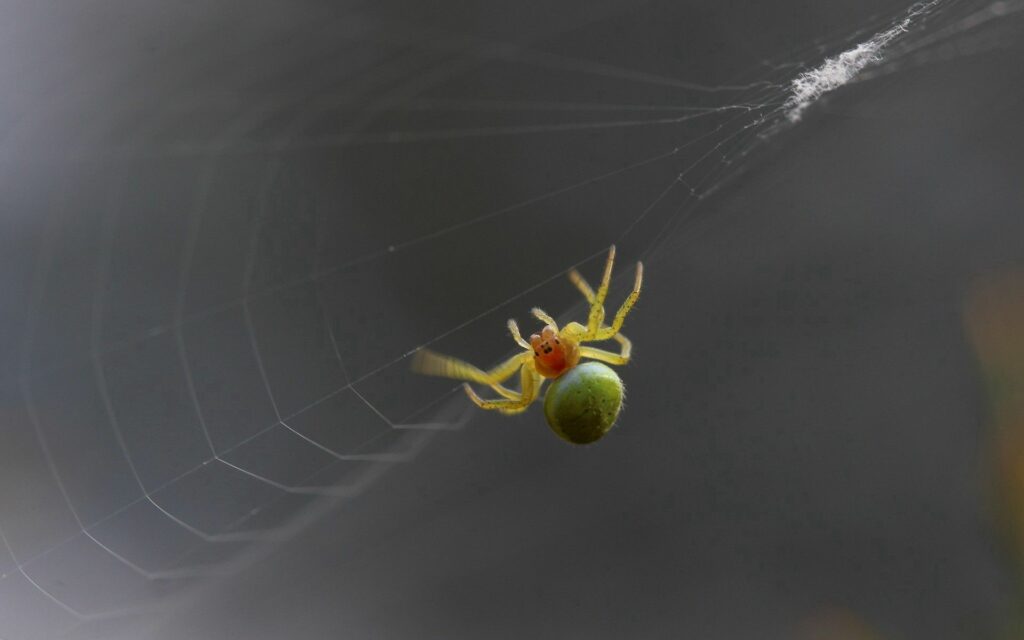 Intricate Spider Web Close-Up: Nature's Artistry Wallpaper Background