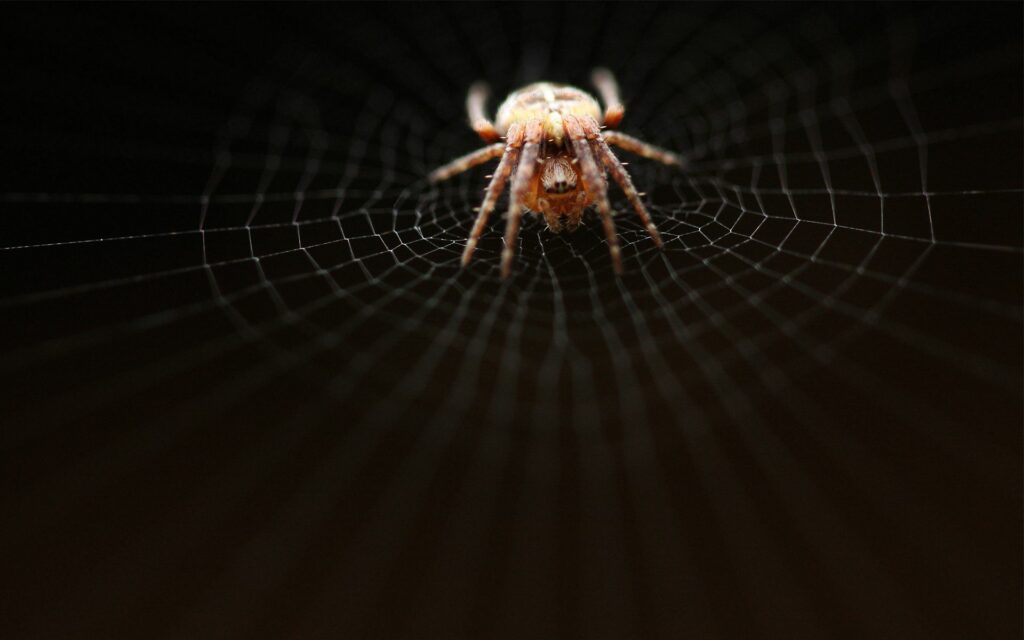 Intricate Spider Web Close-Up: Dark Background Wallpaper