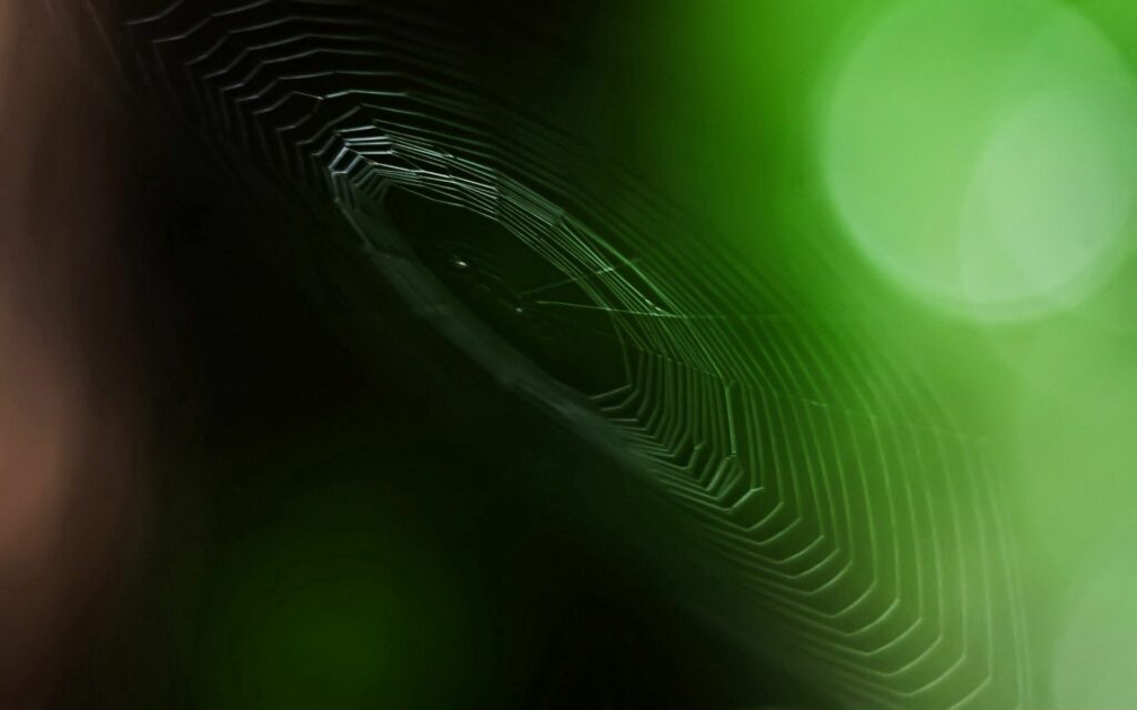 Intricate Spider Web Close-Up on Soft Green Background - Wallpaper