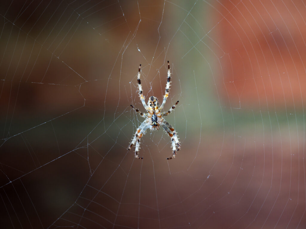 Intricate Spider Web Close-Up Wallpaper: Delicate Details & Patterns