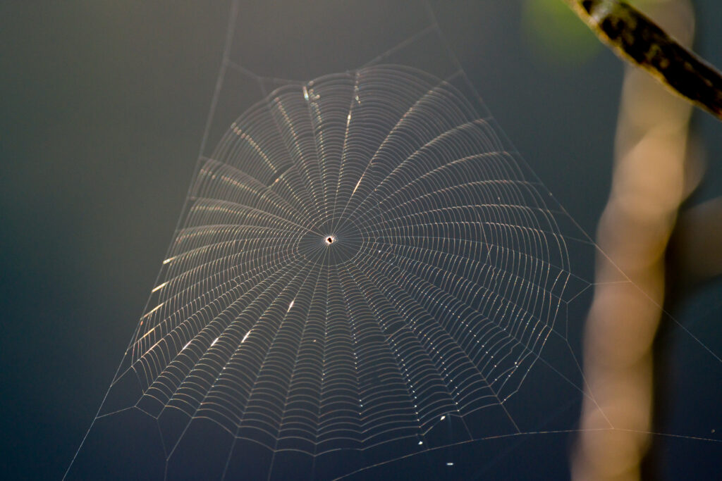 Intricate Spider Web Close-Up: Mesmerizing Macro Wallpaper Background