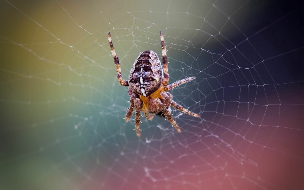 Intricate Spider Web Wallpaper: Close-Up Beauty & Natural Design
