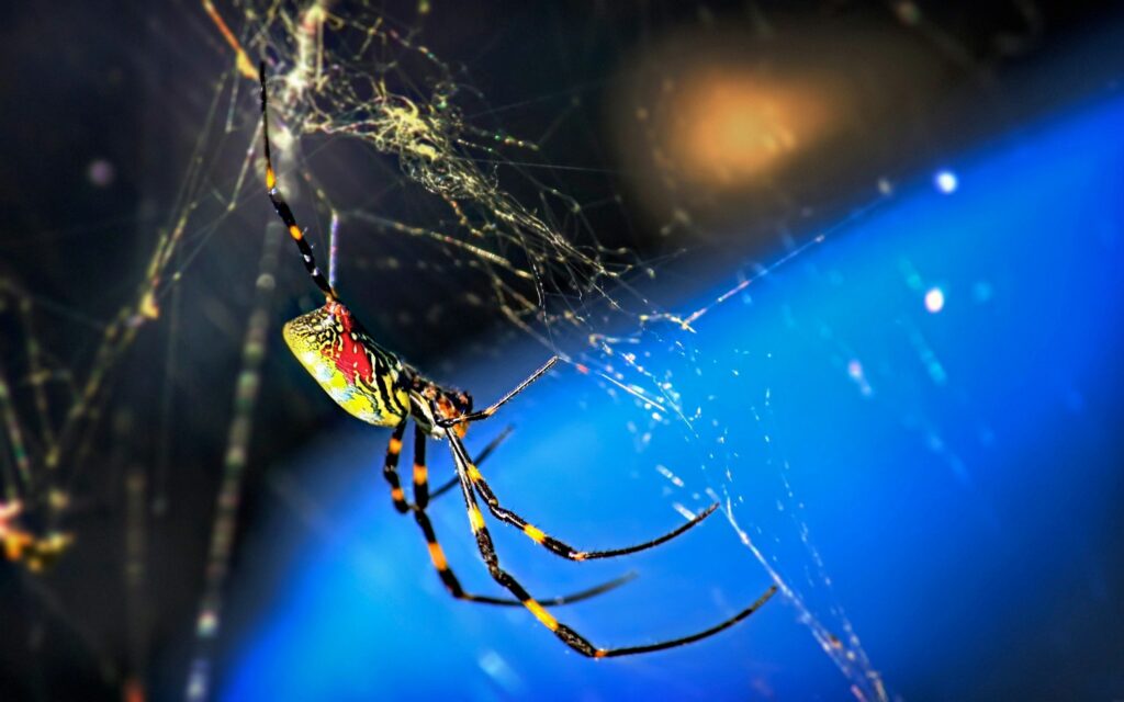 Intricate Spider Web Close-Up: Vibrant Wallpaper Background