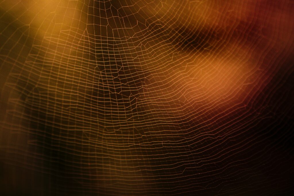 Artistic Spider Web Close-Up: Intricate Details & Warm Tones Wallpaper
