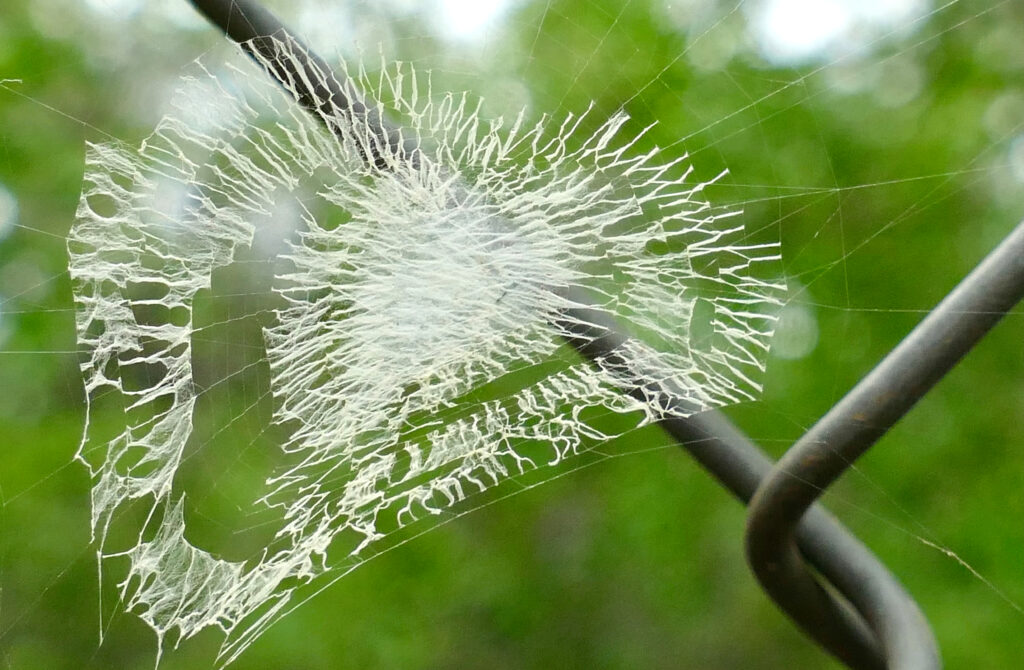 Intricate Spider Web Close-Up: Nature's Macro Wallpaper