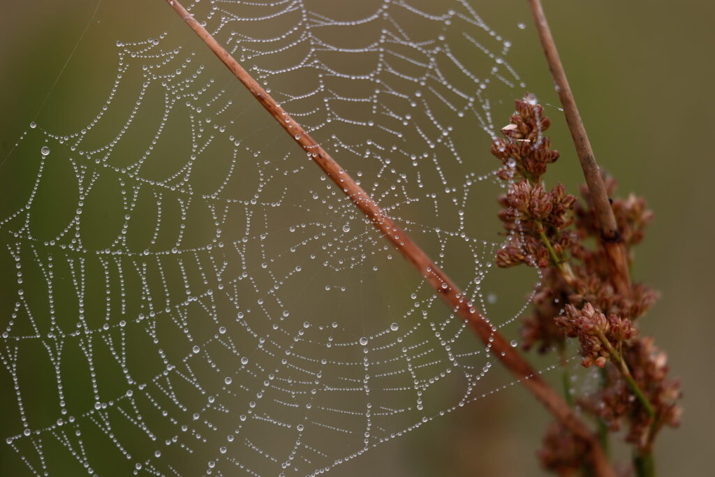 Delicate Spider Web Macro with Water Droplets - Nature Wallpaper