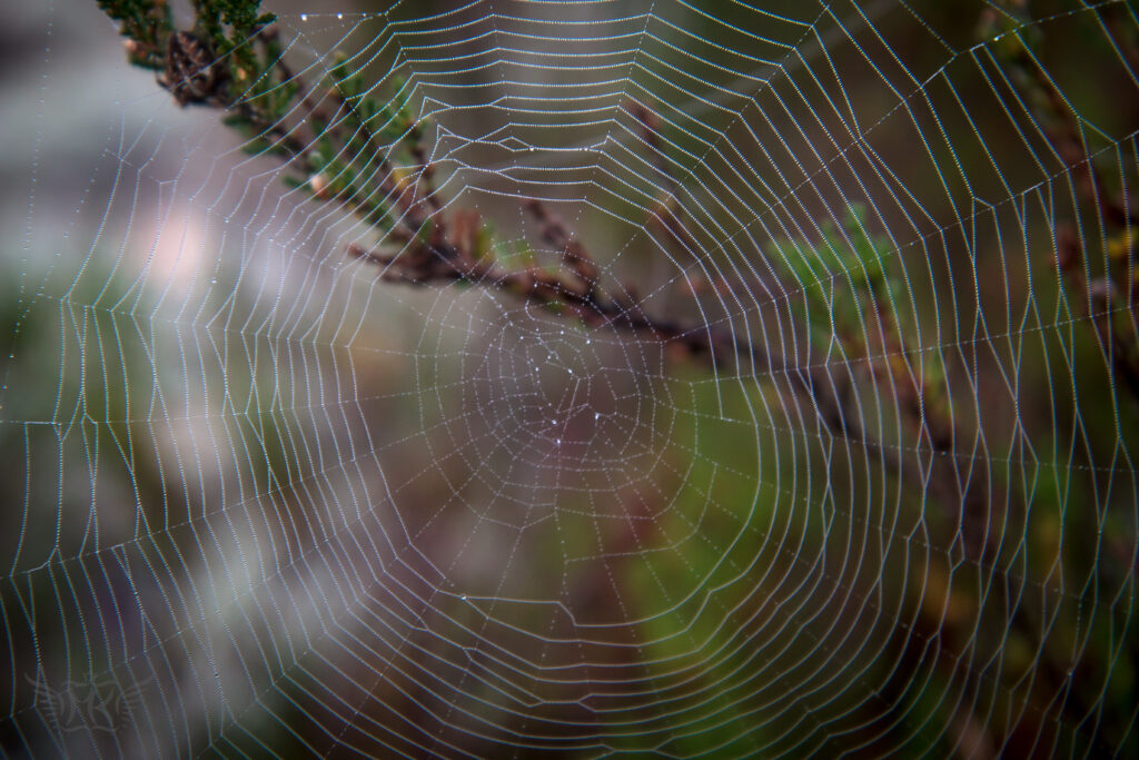 Intricate Spider Web Wallpaper: Nature's Delicate Beauty in Focus