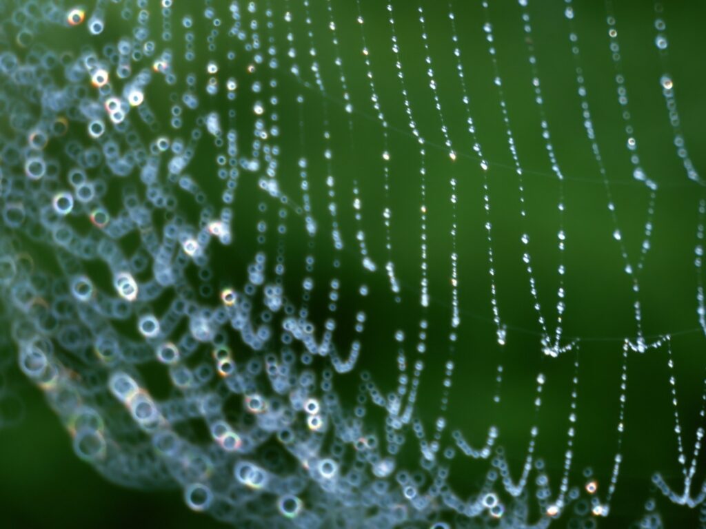 Intricate Spider Web with Dewdrops on Vibrant Green Wallpaper
