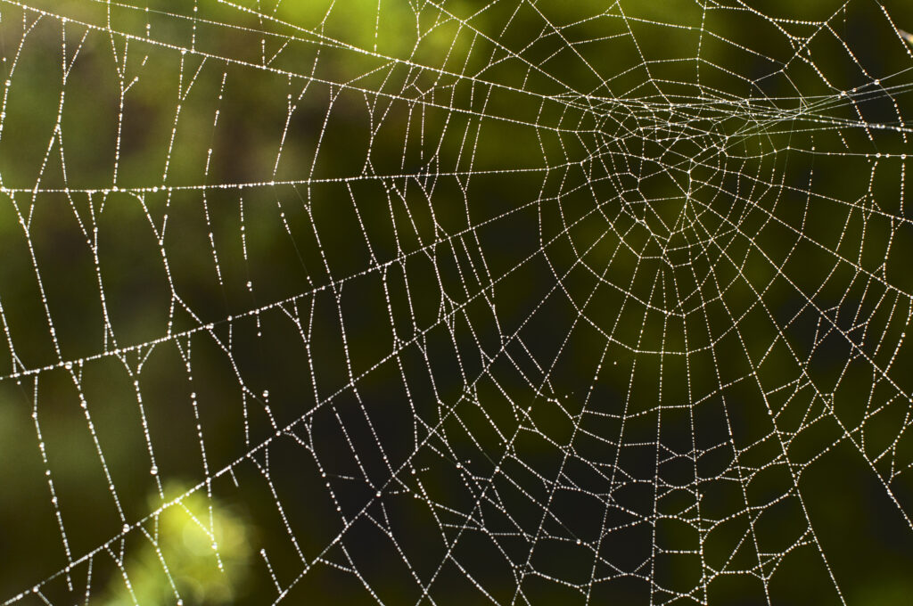 Delicate Spider Web with Water Droplets - Soft Green Wallpaper