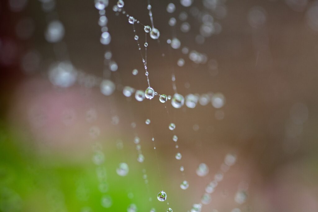 Intricate Spider Web with Glistening Water Droplets - Macro Wallpaper