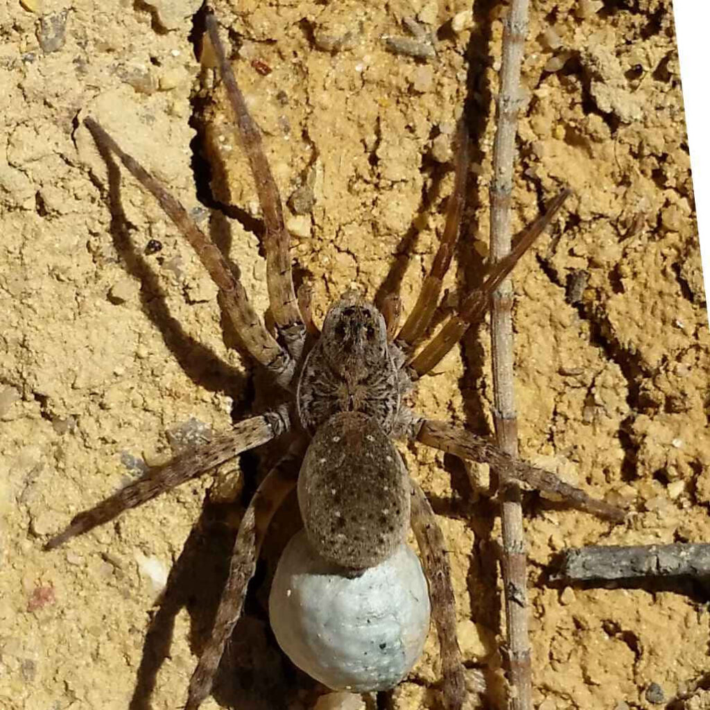 Spider on White Egg: Close-Up against Textured Earthy Background Wallpaper