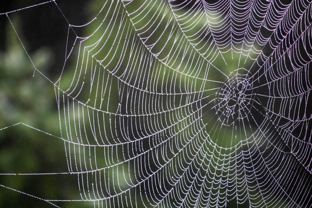 Intricate Spiderweb Close-Up with Water Drops - Natural Green Wallpaper