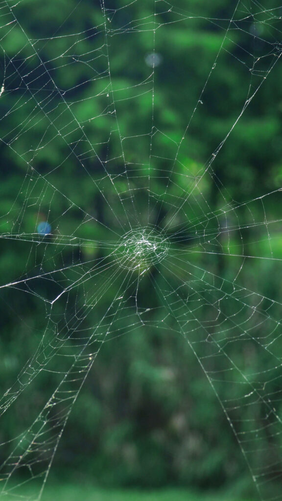 Intricate Spiderweb Wallpaper: Lush Green Nature Background