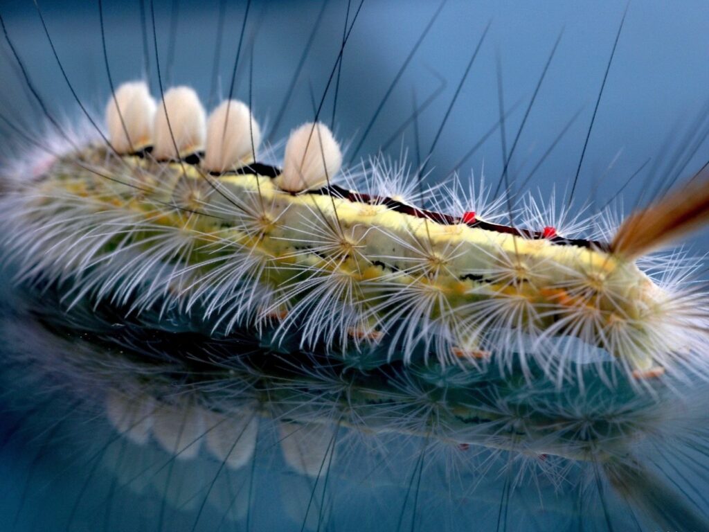 Detailed Close-Up Wallpaper of Striped Hairy Caterpillar Textures