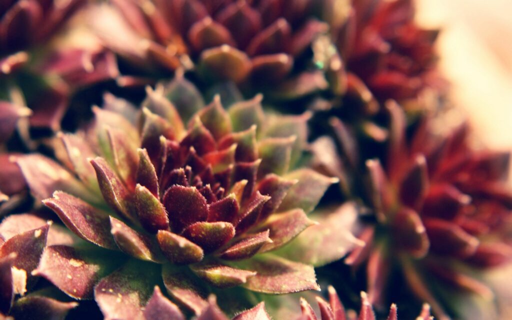 Succulent Close-Up: Intricate Leaf Patterns & Vibrant Green Wallpaper