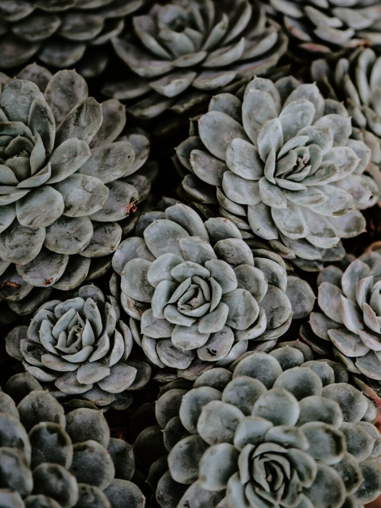 Intricate Succulent Wallpaper: Serene Rosette Patterns in Green