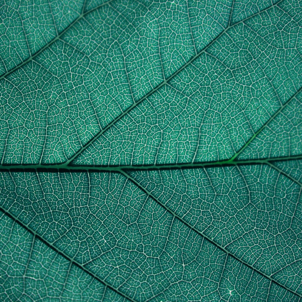 Intricate Teal Leaf Wallpaper: Abstract Natural Pattern Background
