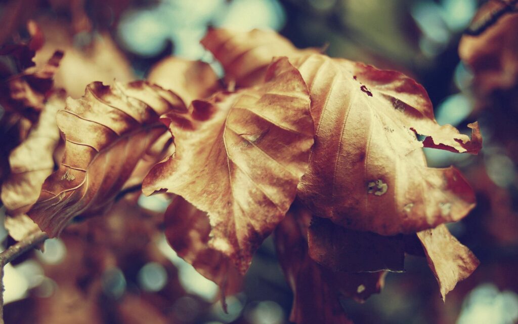 Close-Up of Intricate Autumn Leaves | Warm Earthy Tones Wallpaper