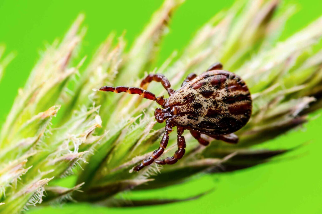 Intricate Tick Close-Up on Green Plant | Nature Wallpaper Background