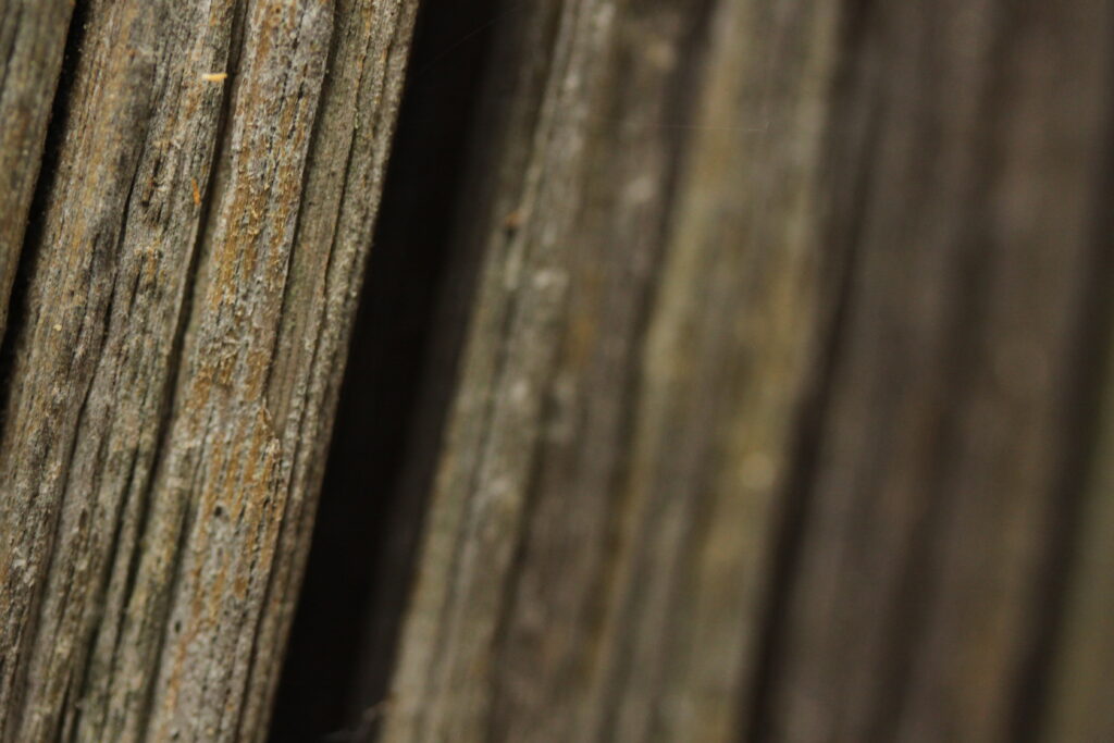 Intricate Tree Bark Macro: Dark Blurred Background Wallpaper
