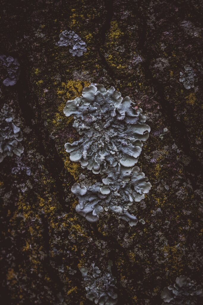 Intricate Tree Bark Close-Up: Moss & Mushroom Texture Wallpaper