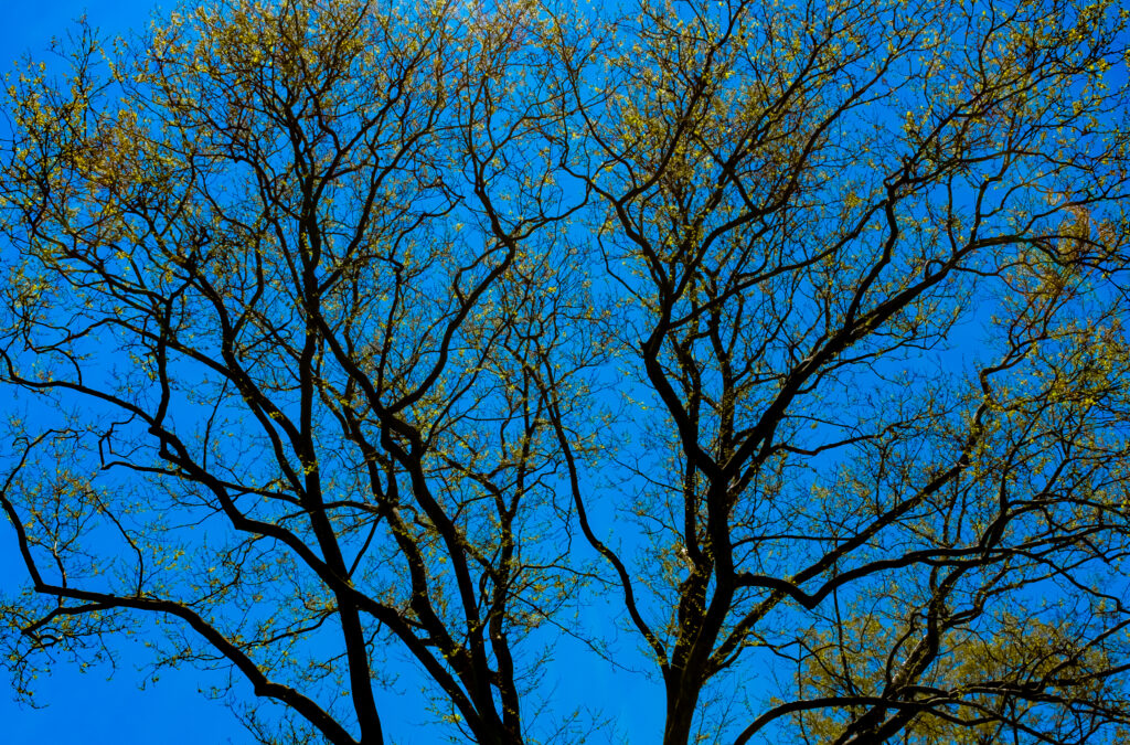 Intricate tree branches silhouetted against vivid blue sky creating natural patterns wallpaper