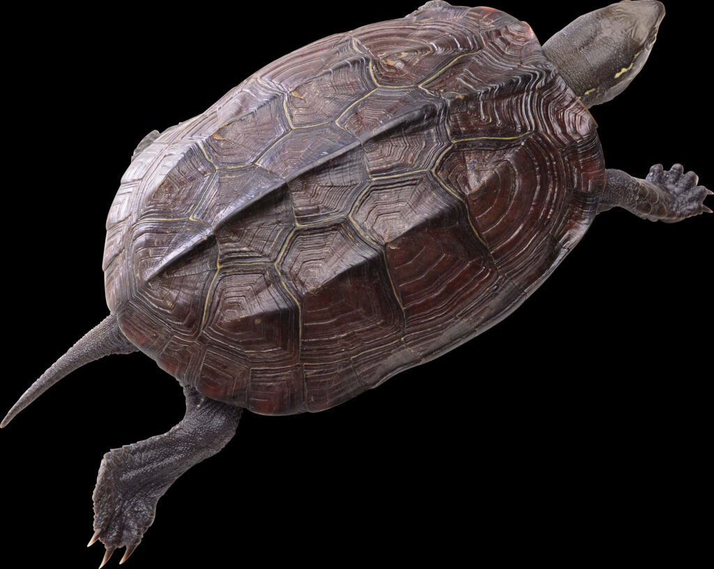 Turtle Swimming Wallpaper: Intricate Patterns on Black Background