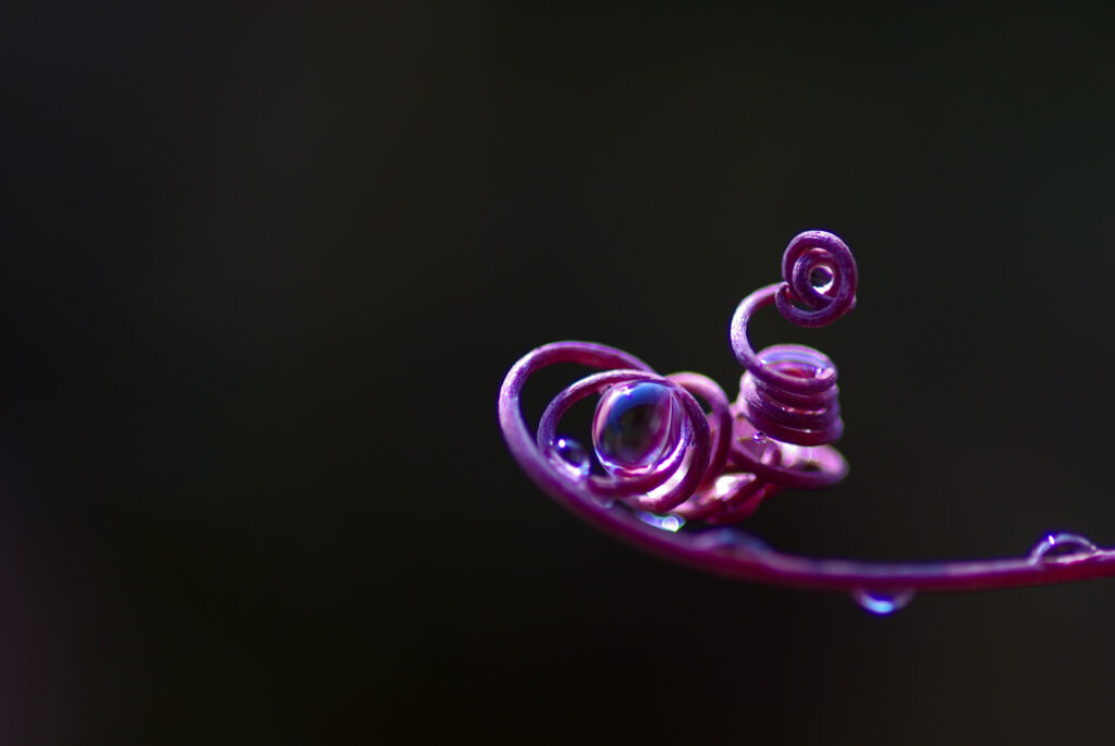 Stunning Macro Shot of Twisted Vine with Dew - Elegant Wallpaper