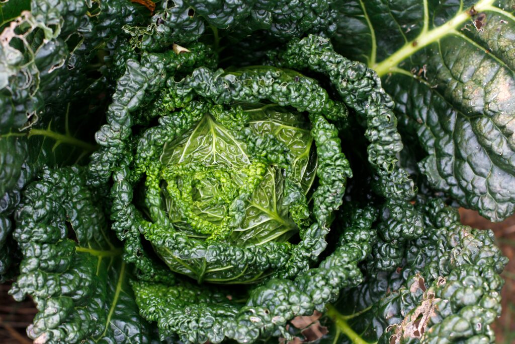 Vibrant Green Cabbage Leaves Close-Up: Intricate Textures Wallpaper