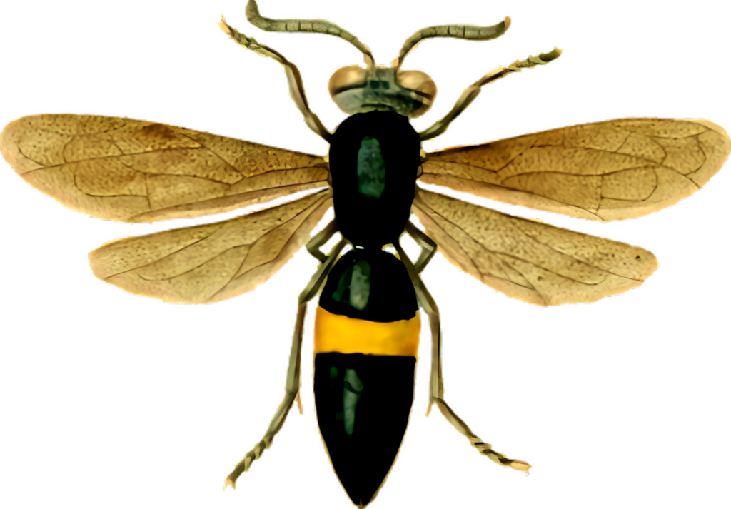 Detailed Wasp Illustration with Transparent Background and Intricate Wings Wallpaper