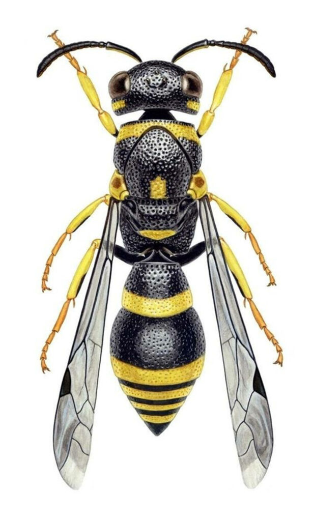 Intricate Wasp Wallpaper: Vibrant Yellow & Black Design