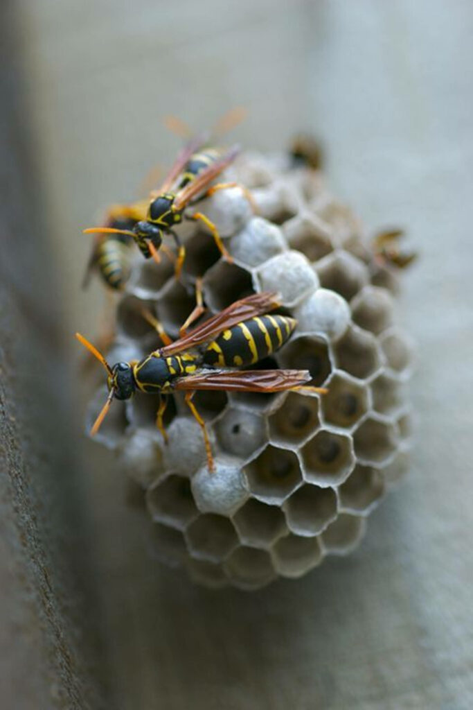 Wasps building a hexagonal paper nest showing intricate natural teamwork and engineering wallpaper