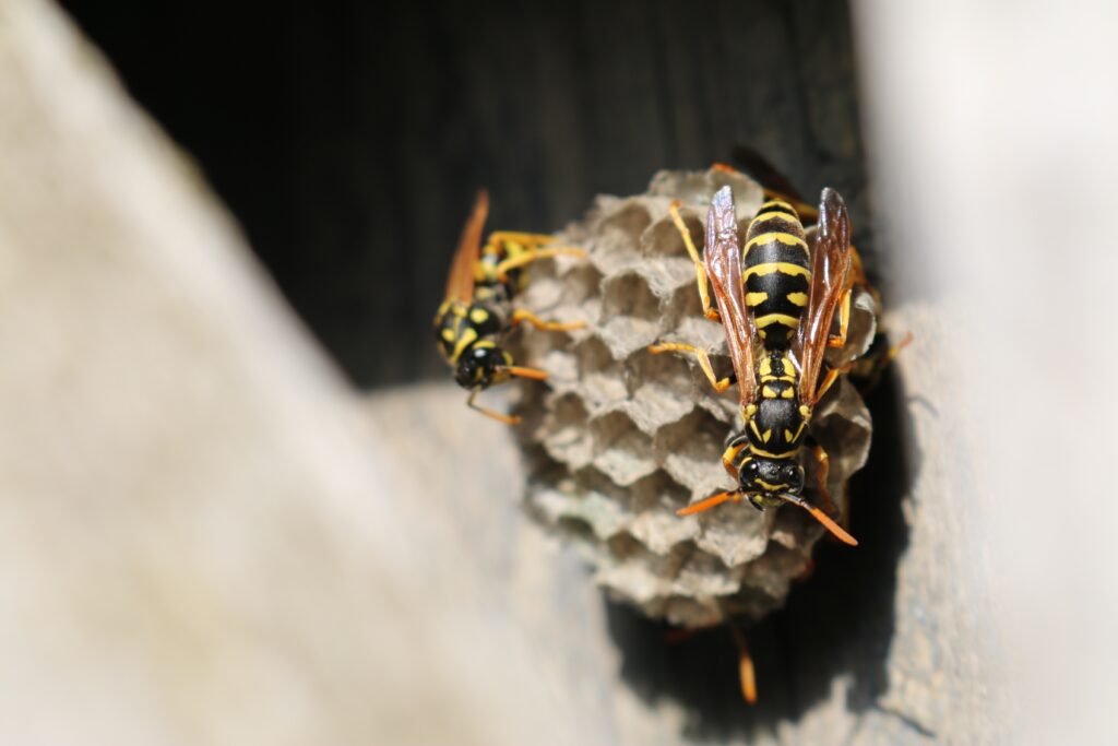 Intricate Wasp Close-Up: Nature's Hive Patterns - Wallpaper Background