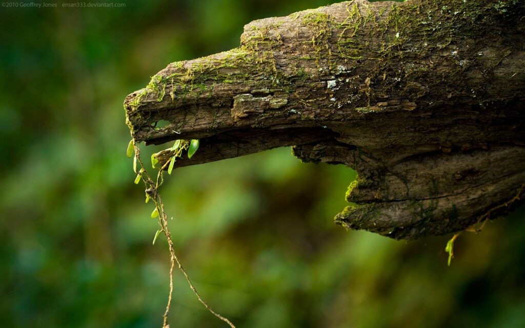 Close-Up Weathered Timber Wallpaper with Lush Green Moss Detail