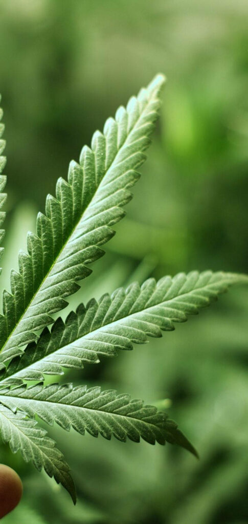 Intricate Weed Leaf Wallpaper Against Blurred Green Background