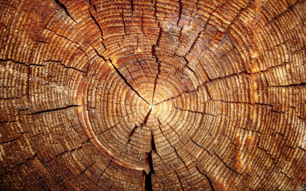 Intricate Wooden Tree Trunk Wallpaper: Natural Texture & Age