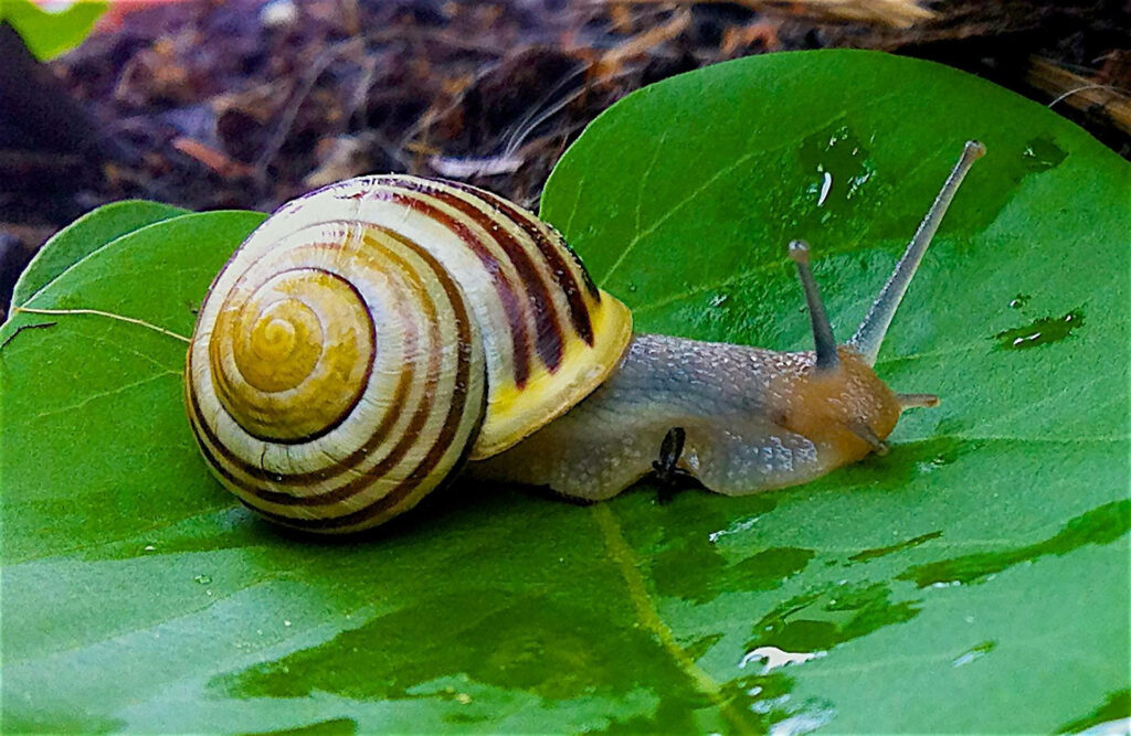 Close-Up of Yellow-Brown Snail on Green Leaf: Textured Beauty Wallpaper