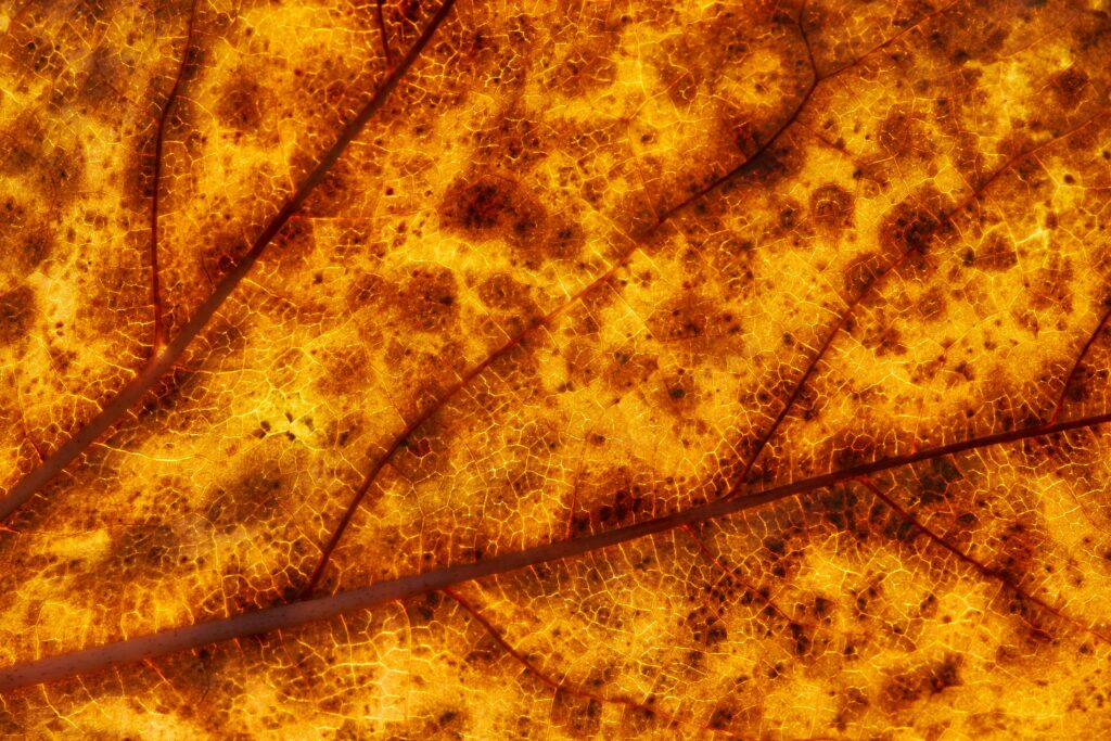 Intricate Yellow Leaf Macro: Textured Veins Wallpaper Background