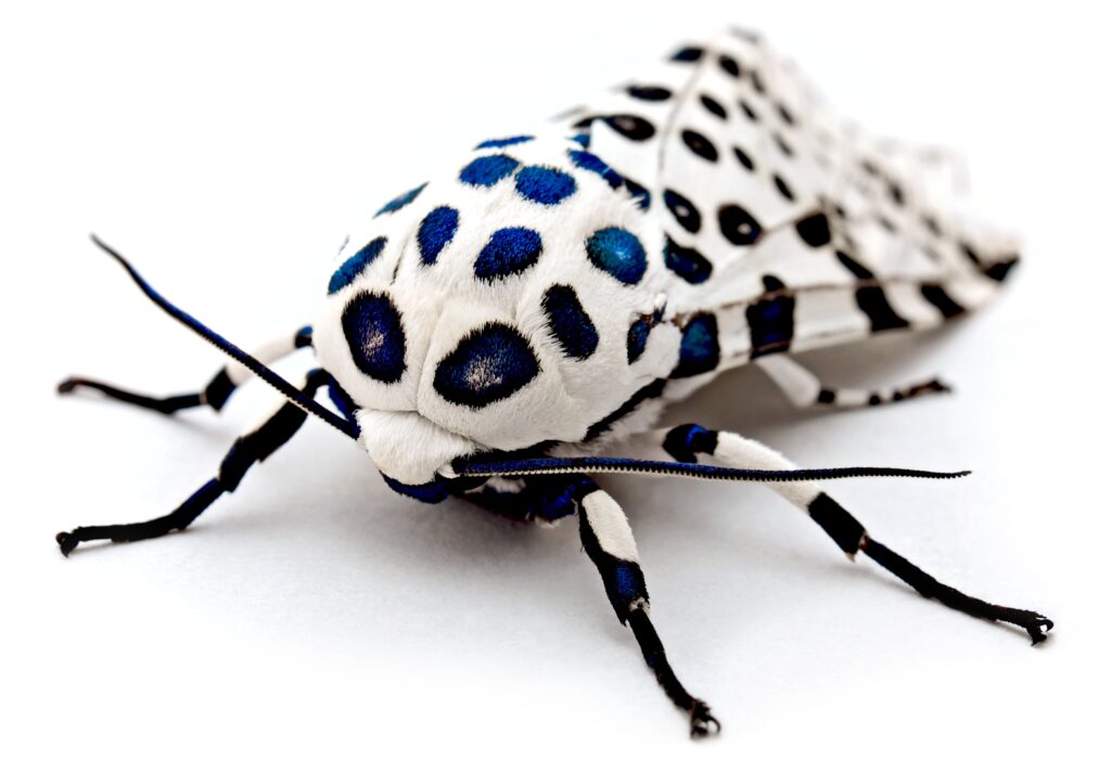 Stunning Spotted Insect Close-Up - Intricate Patterns Wallpaper