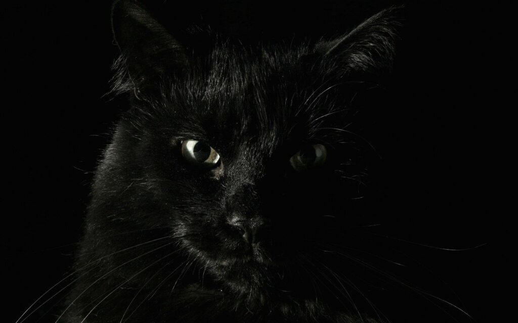 Mysterious Black Cat Wallpaper: Intrigue & Fear in Dim Light