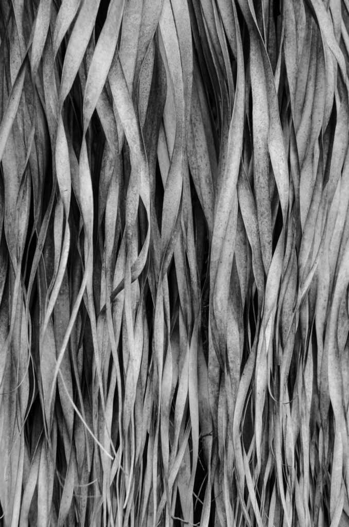 Dynamic Black and White Leaf Wallpaper: Intricate Textured Background