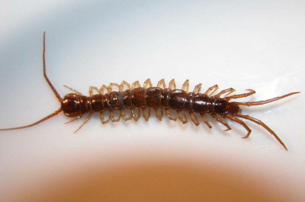 Close-Up of Brown Centipede: Intricate Segmented Beauty Wallpaper