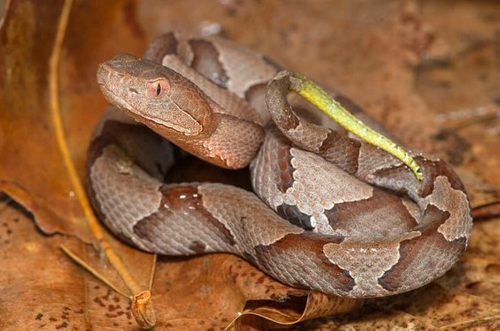 Close-Up Copperhead Snake Wallpaper: Distinctive Patterns & Yellow Tip