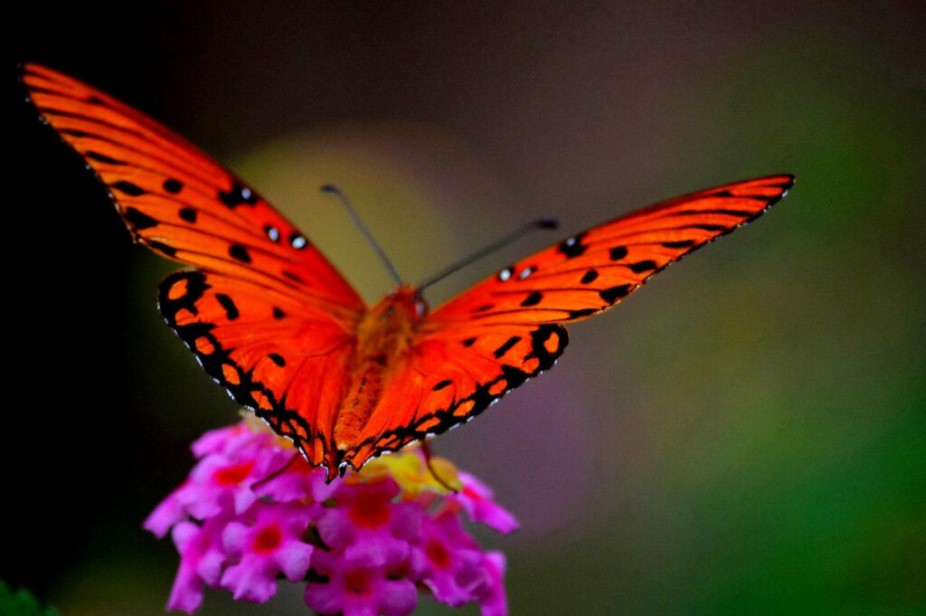 Captivating Close-Up: Red Butterfly with a Striking Black Spot Steals the Show - Animal Planet Background Photo Wallpaper