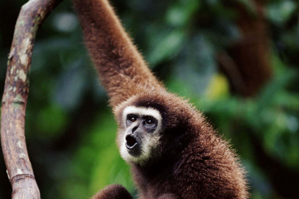 Symphony of A Wobbling Brown Gibbon: Majestic Wildlife Photography Desktop Wallpaper