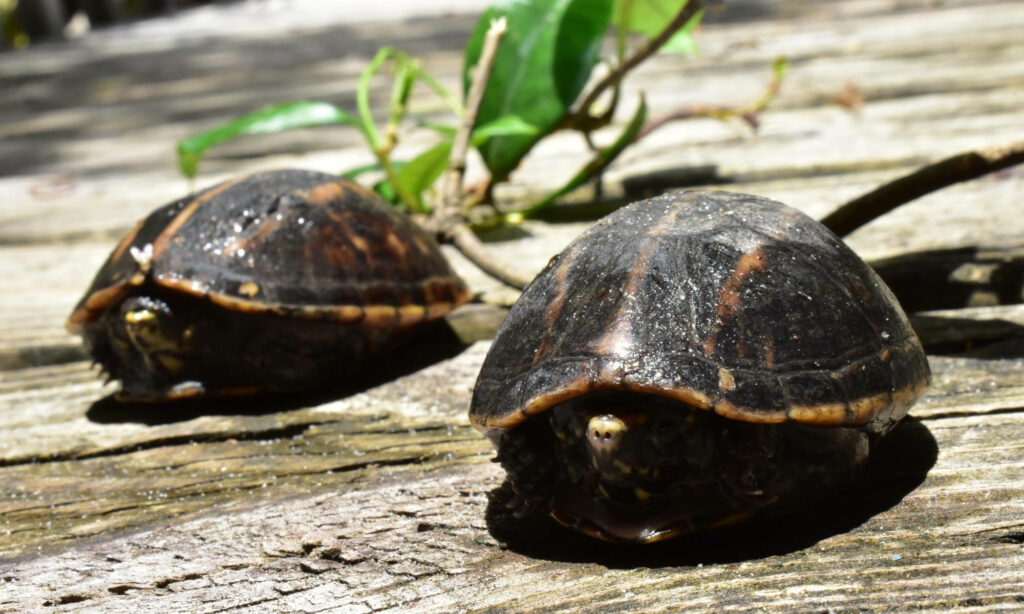 Sunlit Mud Turtles Resting on Wood with Green Plant - Nature Wallpaper