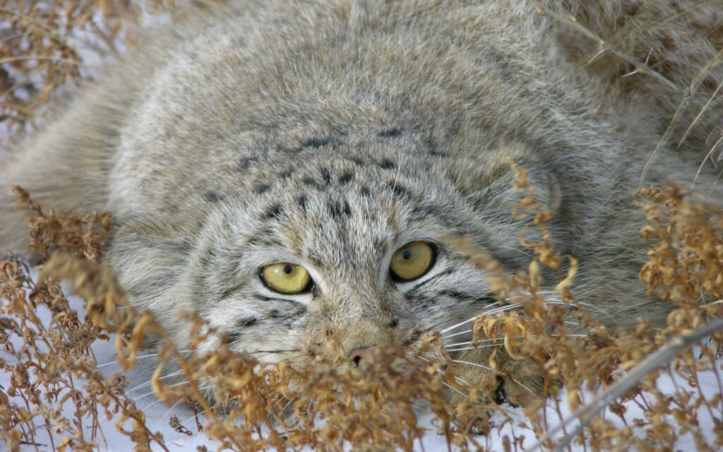 Close-Up of Pallas's Cat in Grasses: Captivating Wallpaper Background