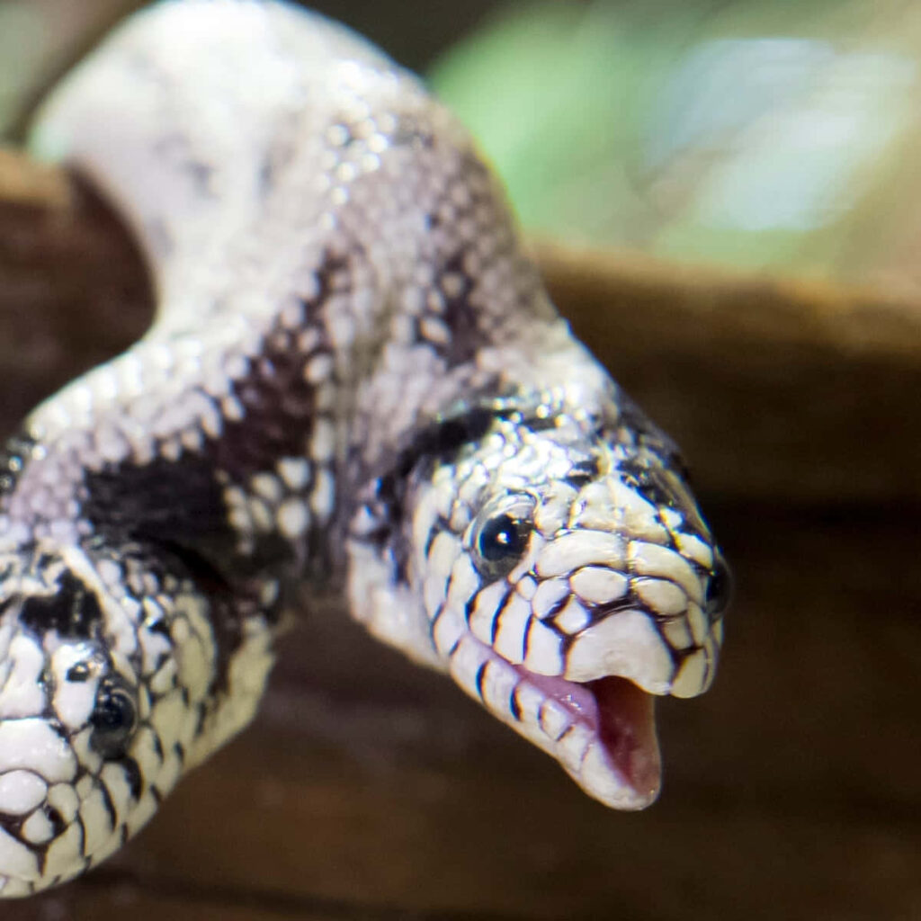 Intriguing Snake Wallpaper: Close-Up of Intertwined Scales on Branch