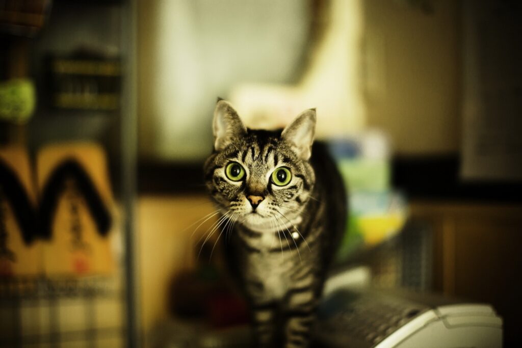 Close-Up Tabby Cat Wallpaper: Striking Eyes & Cinematic Intrigue